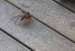 Битва дорожной осы и паука размером с ладонь попала на видео