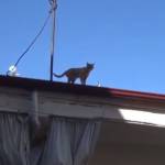 Проживший на крыше четыре года кот-отшельник отказался спускаться к людям
