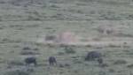 Белый носорог сразился с буйволом на глазах у туристов