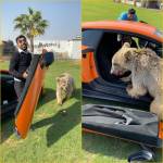 Медведь арабского шейха оторвал дверь его Lamborghini