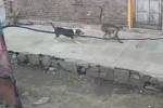 Мстительные обезьяны устроили войну с собаками в одной из деревень Индии